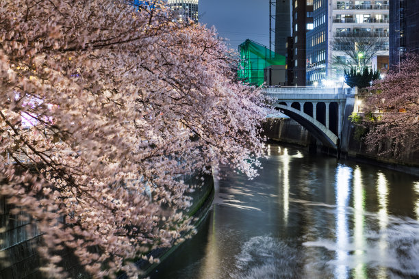 目黑河边的夜樱花盛开图片下载