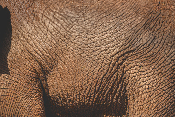 近距离拍摄野生动物大象般光滑而褶皱的皮革纹理，漫步自由活动图片下载
