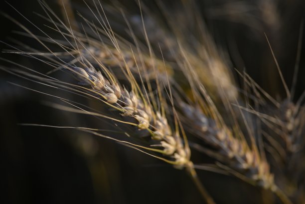 黄色的小麦小穗金色的乌克兰饥饿的战争原因对浅蓝色的夜空高质量的照片小穗麦田图片下载