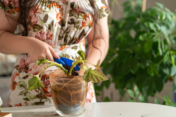 种植植物的人。女人种花。把花移栽到花盆里图片下载