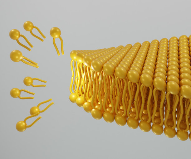 磷脂形成双分子层图片下载