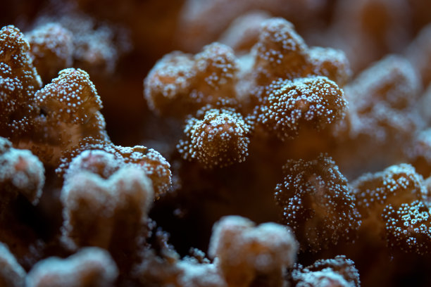 水下照片，珊瑚发出荧光的特写。摘要海洋背景图片下载