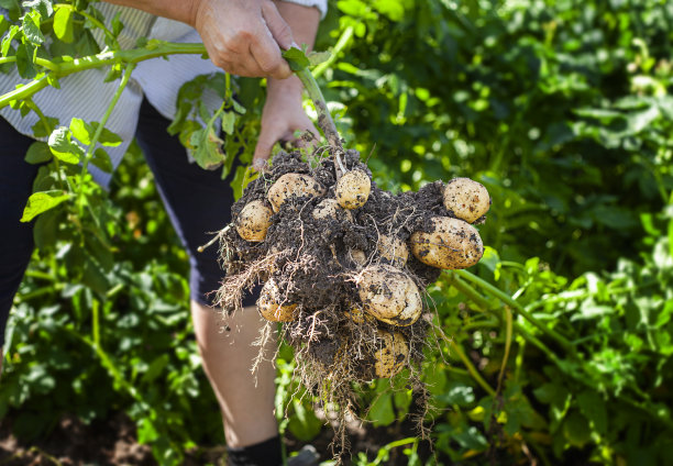 一个人手里的马铃薯丛的特写图片下载