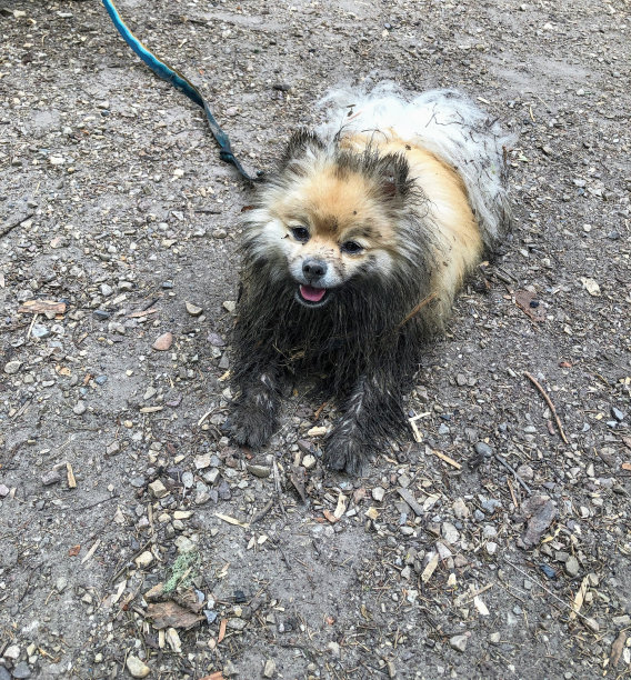 一张幸福微笑的金发博美小狗的肖像照片，在外面玩了一天后，满身是土图片下载