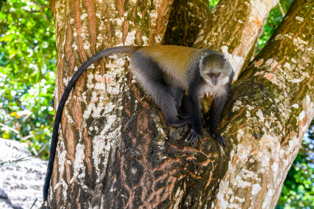 在约扎尼森林的疣猴。坦桑尼亚桑给巴尔岛,图片下载