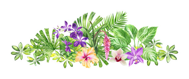 热带gorizontal花环。水彩花卉插图-组成热带绿叶，花。最好的明信片，横幅，婚礼文具，问候，背景，DIY，包装纸图片下载
