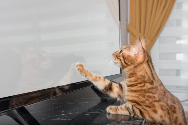 孟加拉猫在客厅里看电视。图片下载