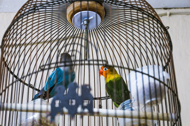爱情鸟栖息在鸟舍或鸟笼与鸟食。图片下载