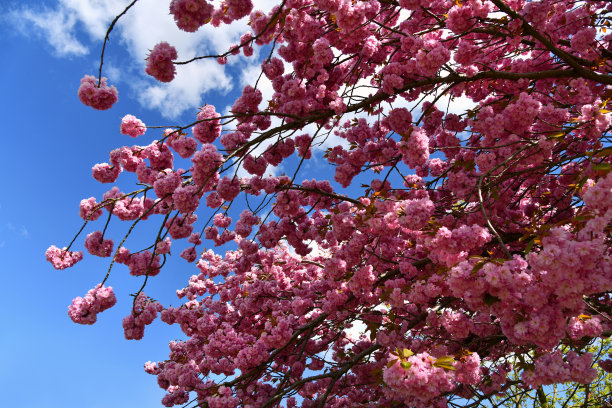 日本花樱桃图片下载