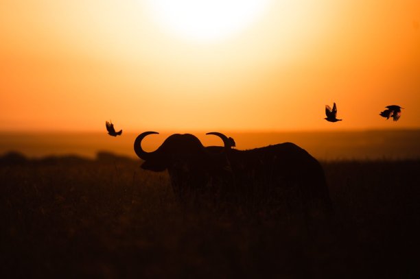 非洲水牛剪影(Syncerus caffer)图片下载