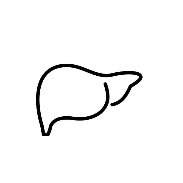 人体肝脏胃肠道器官解剖图片下载