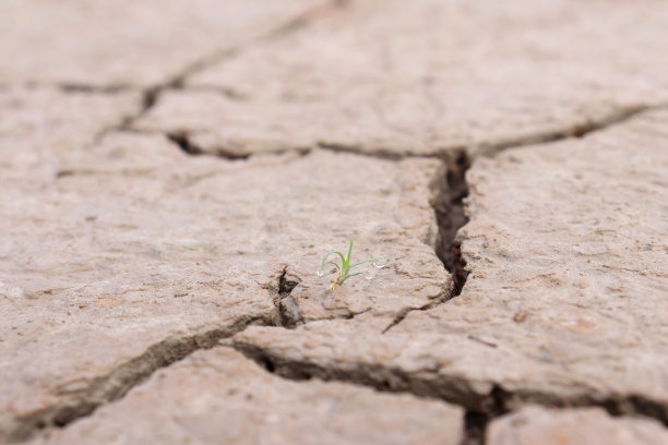 腰果树皮的纹理带有天然裂缝，颜色呈白色图片下载