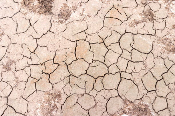 腰果树皮的纹理带有天然裂缝，颜色呈白色图片下载