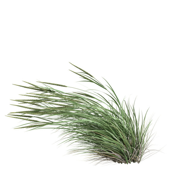 3d插图ammophila brevilugatta草孤立在白色背景图片下载