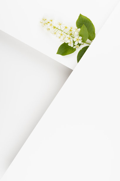 夏天花的背景与白色的鸟樱桃花，绿叶，白色空白条纹，角，为广告，品牌标识，贺卡在最小的风格，垂直文本模型。图片下载