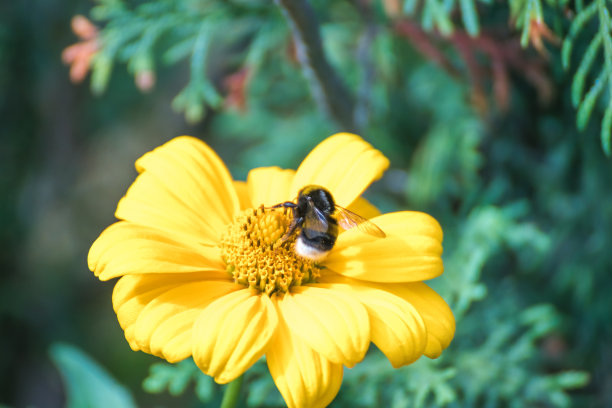 蓝天下，蜜蜂在黄色油菜花上采集花粉。蜜蜂在黄花上。蜜蜂靠近图片下载