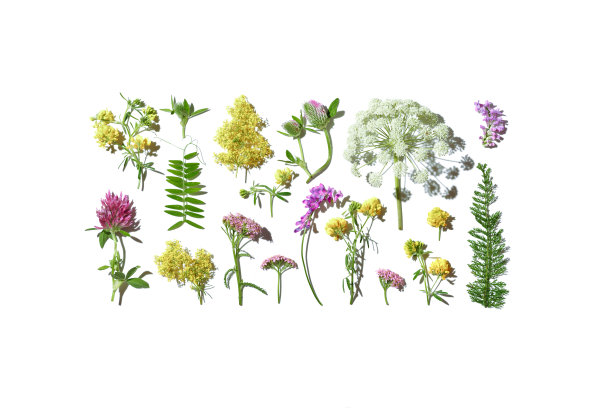 花卉图案各种野花杂色草，田三叶草，千叶草，伞花，绿叶孤立在白色背景。盛开的草本植物，药用植物，野生开花。自然图片下载