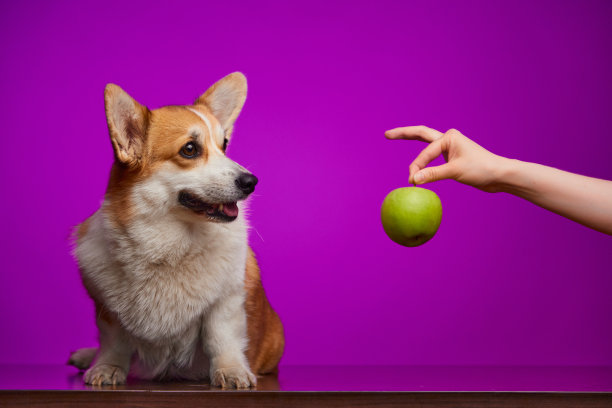 可爱的威尔士柯基犬和绿苹果孤立在紫色背景。图片下载