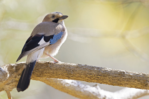 一只成年欧亚松鸦(Garrulus glandarius)栖息在一根颜色惊人的树枝上。图片下载