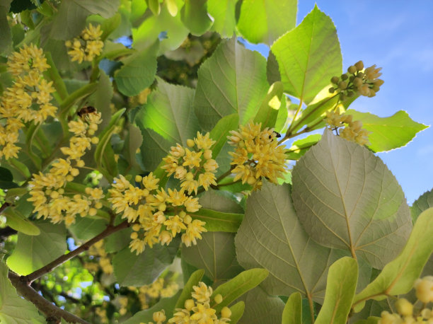 菩提树的枝干在开花接近图片下载