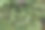 云杉或精灵杯地衣和苔藓生长在森林地面的宏观选择性聚焦照片。北欧自然背景。图片下载