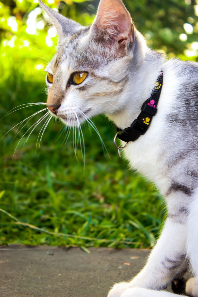 一张白色条纹猫的特写照片图片下载