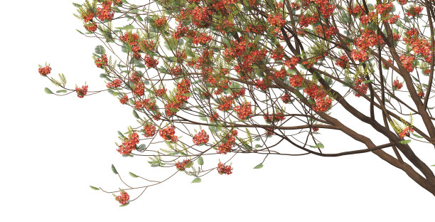 白色背景上的前景小枝图片下载