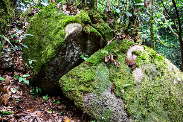 马埃岛莫恩塞舌尔国家公园的热带雨林中，长满苔藓和地衣的石头上覆盖着干树叶。图片下载