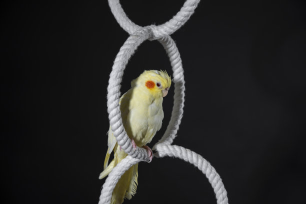 黄色鹦鹉与橙色脸颊坐在一个白色环，在黑色的背景图片下载