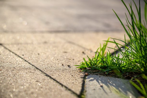 生态植物、树木和干旱环境在干裂地表生长图片下载