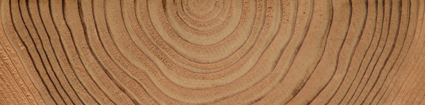 树木的年轮背景图片下载
