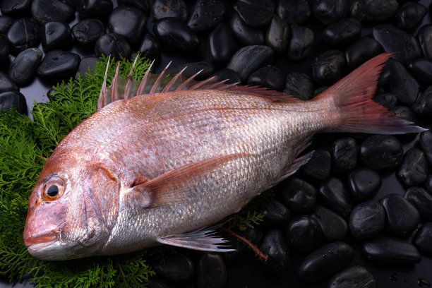 红鲷鱼图片下载