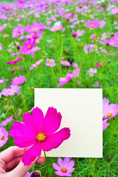 一个女人拿着一张空白名片的模型，背景是粉红色的宇宙图片下载