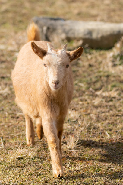 山羊行走图片下载