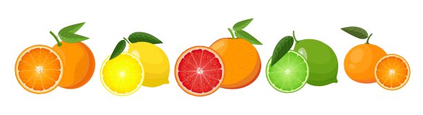 柑橘类水果与切片和叶子，矢量插图在白色背景图片下载