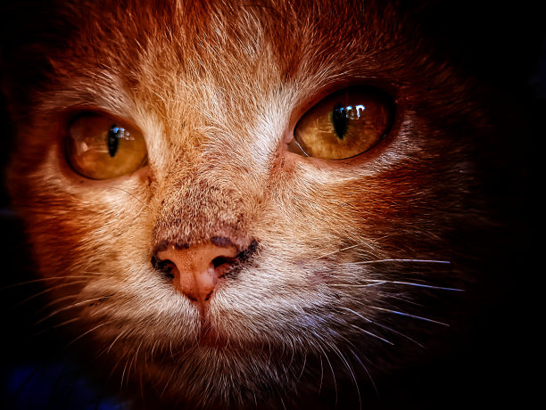 猫脸特写照片，抽象的背景纹理图片下载