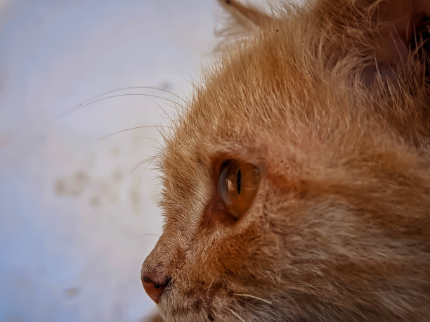 猫头侧面特写照片，抽象的背景纹理图片下载