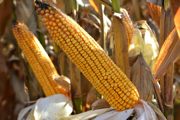 玉米棒上成熟的穗轴图片下载