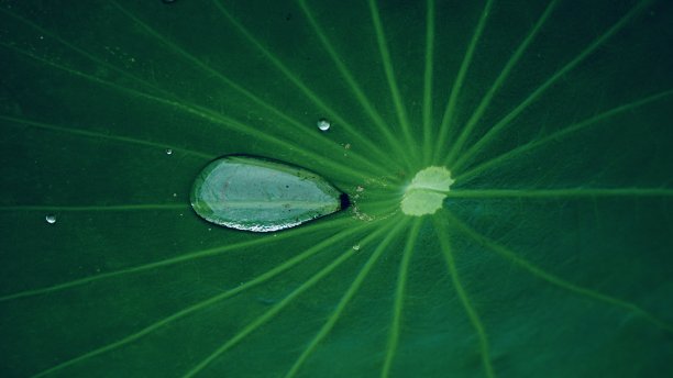 荷叶06图片下载