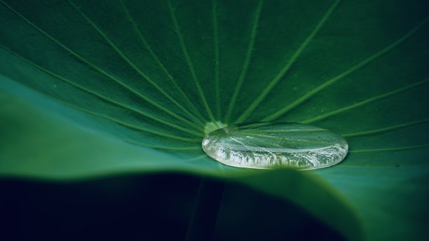 荷叶03图片下载