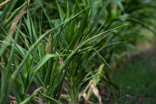 有机玉米田中玉米芯的选择性聚焦照片：等待丰收的玉米图片下载