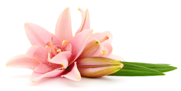 两个粉色的百合。图片下载