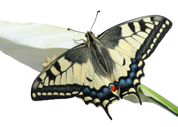 明亮的大蝴蝶燕尾图片下载