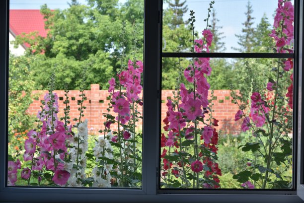 五彩锦葵从夏日凉亭的窗前飘出图片下载
