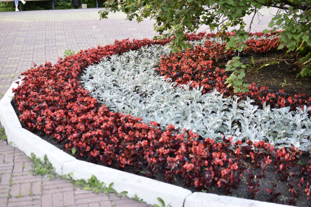 夏天的时候，城市里开满了红色和灰色的花图片下载
