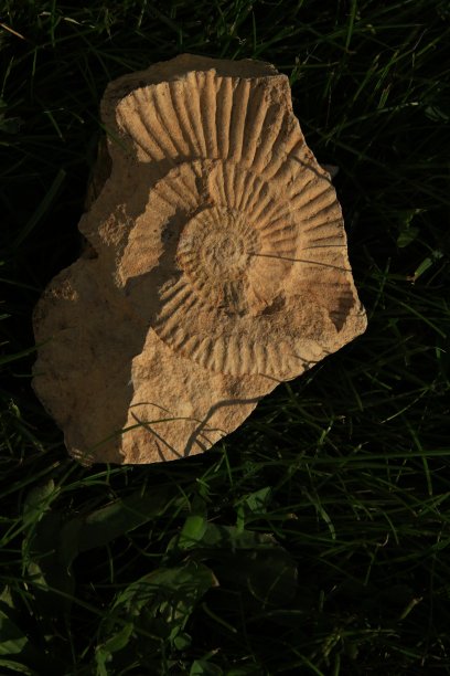 印在石头化石上图片下载