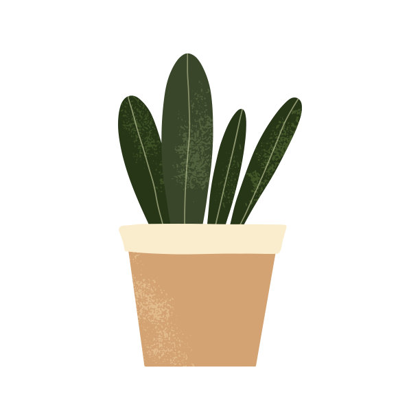 盆栽带叶的室内植物图片下载