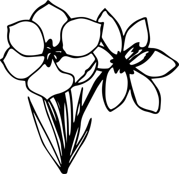 番红花矢量剪辑艺术，黑色和白色图片下载