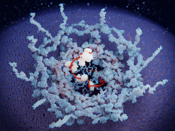 mRNA通过核孔进入细胞质图片下载