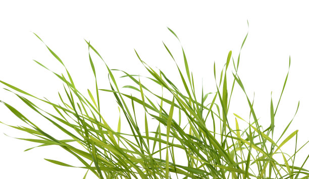 绿色小麦的绿色芽。图片下载